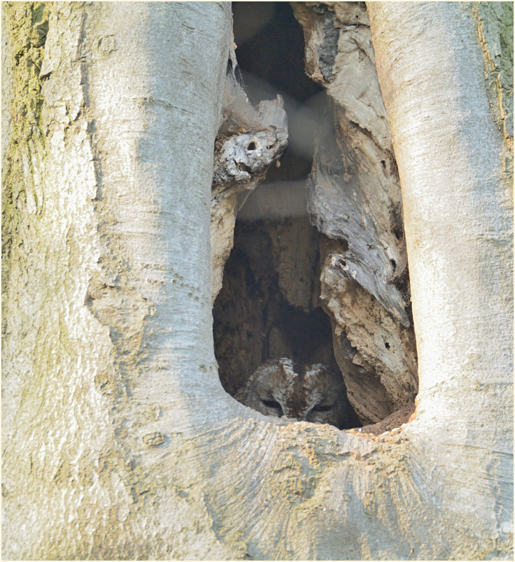Waldkauz, Aaperwald D&uuml;sseldorf