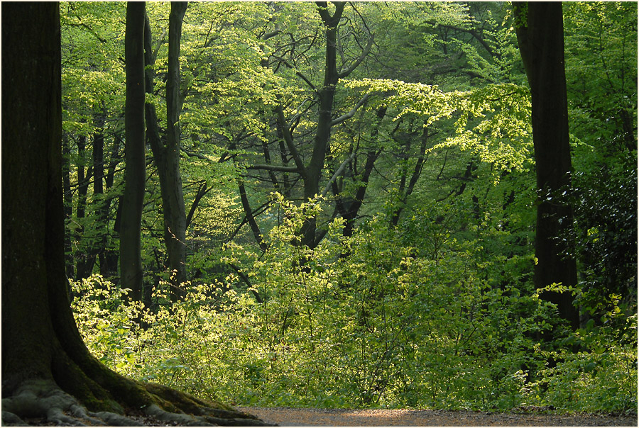 Aaperwald D&uuml;sseldorf