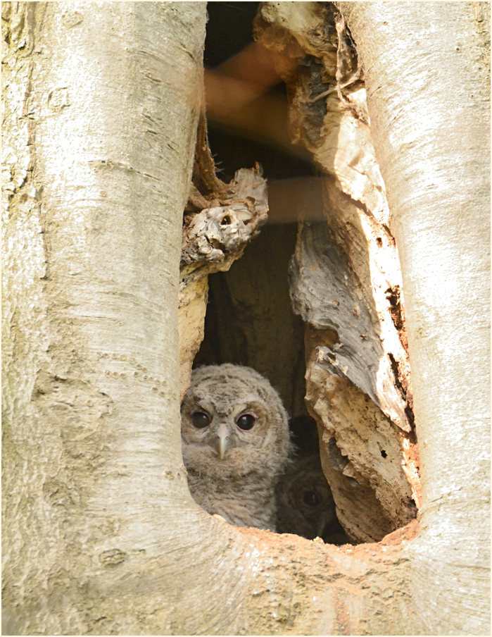 Junger Waldkauz, Aaperwald D&uuml;sseldorf