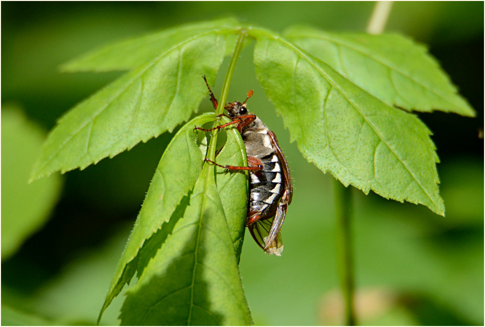 Maik&auml;fer, Aaperwald D&uuml;sseldorf