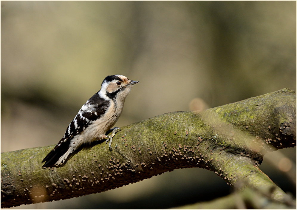 Kleinspecht, Aaperwald Düsseldorf