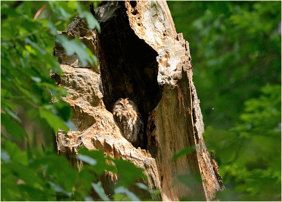 Waldkauz, Aaperwald D&uuml;sseldorf