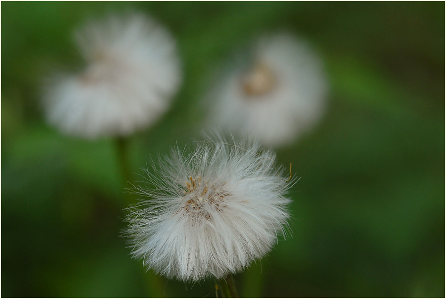 Verblühter Huflattich, Aaperwald Düsseldorf