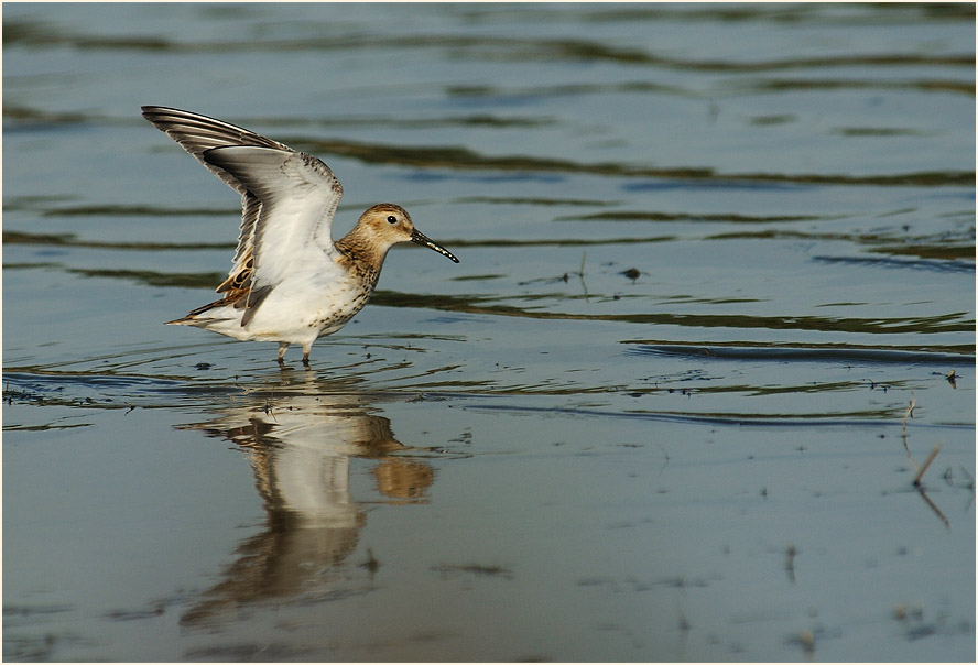Alpenstrandläufer (Calidris alpina)
