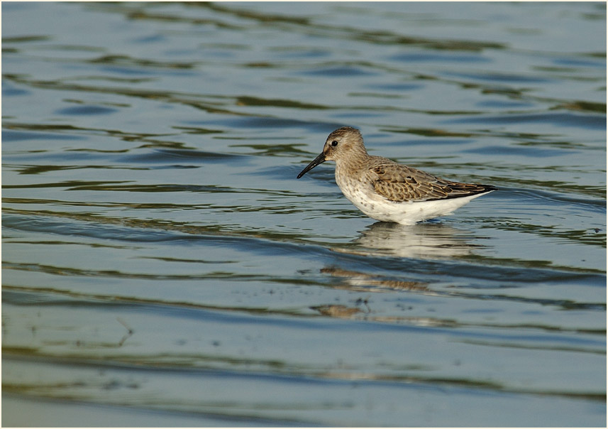 Alpenstrandläufer (Calidris alpina)