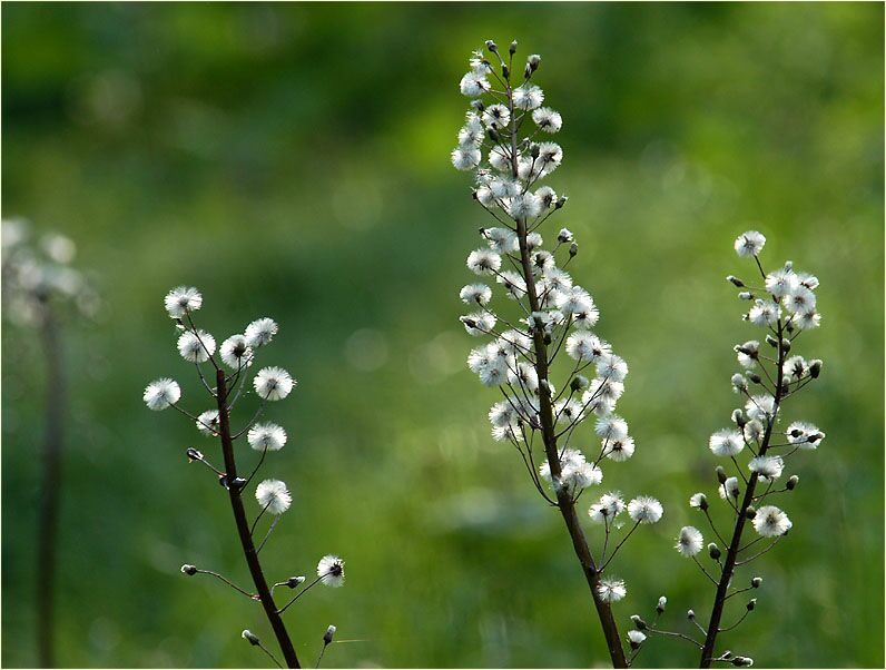 Pestwurz, Angertal Ratingen