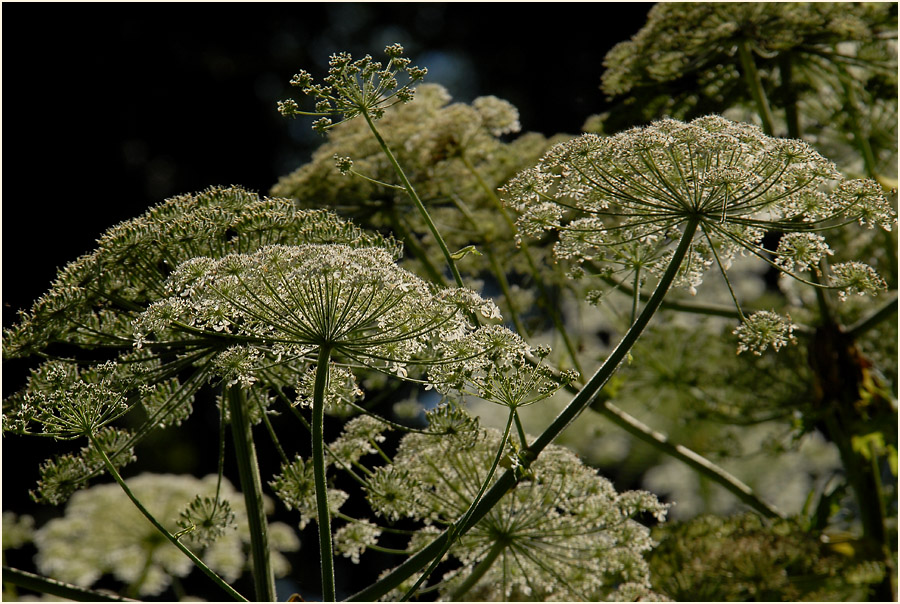 Großer Bärenklau, Angertal Ratingen