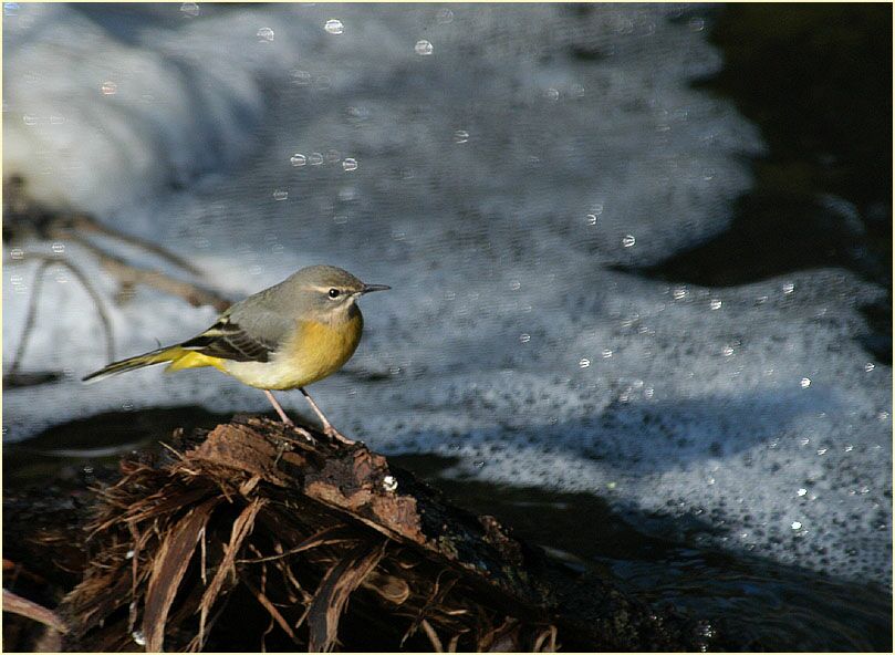 Gebirgsstelze, Angertal Ratingen
