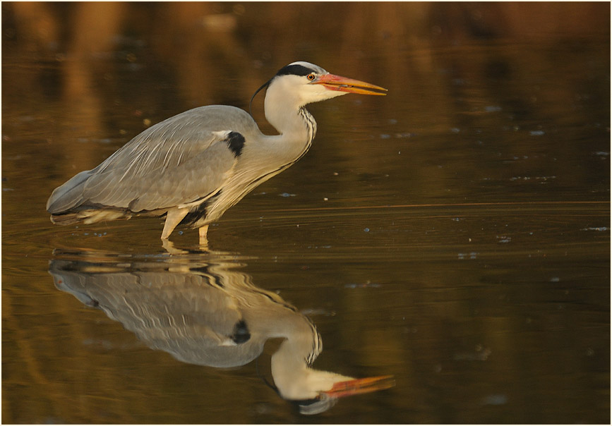 Graureiher, Angertal Ratingen