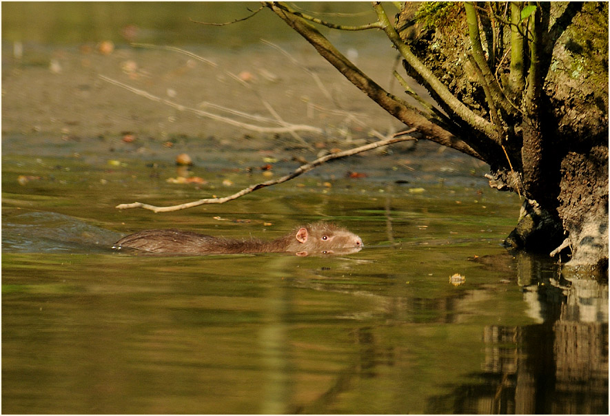 Nutria, Angertal Ratingen