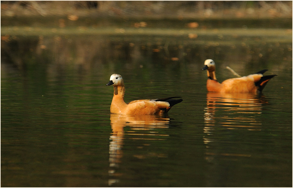 Rostgänse, Angertal Ratingen