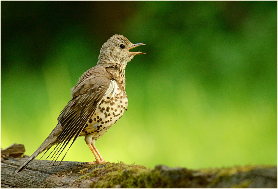 Misteldrossel, Angertal Ratingen