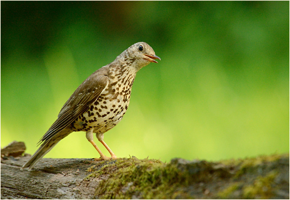 Misteldrossel, Angertal Ratingen