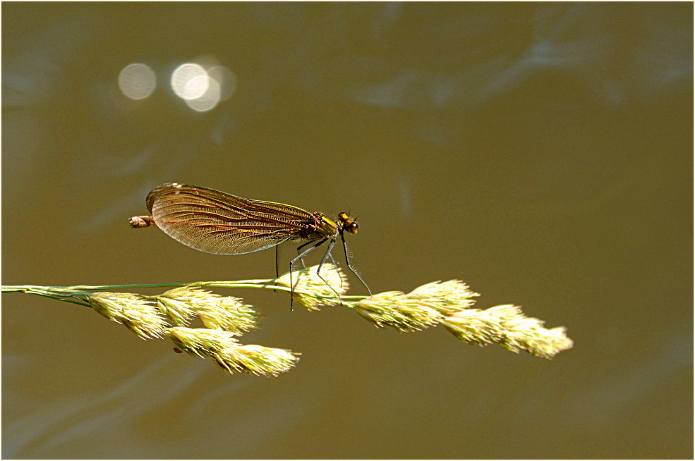 Blauflügel Prachtlibelle, Angertal Ratingen