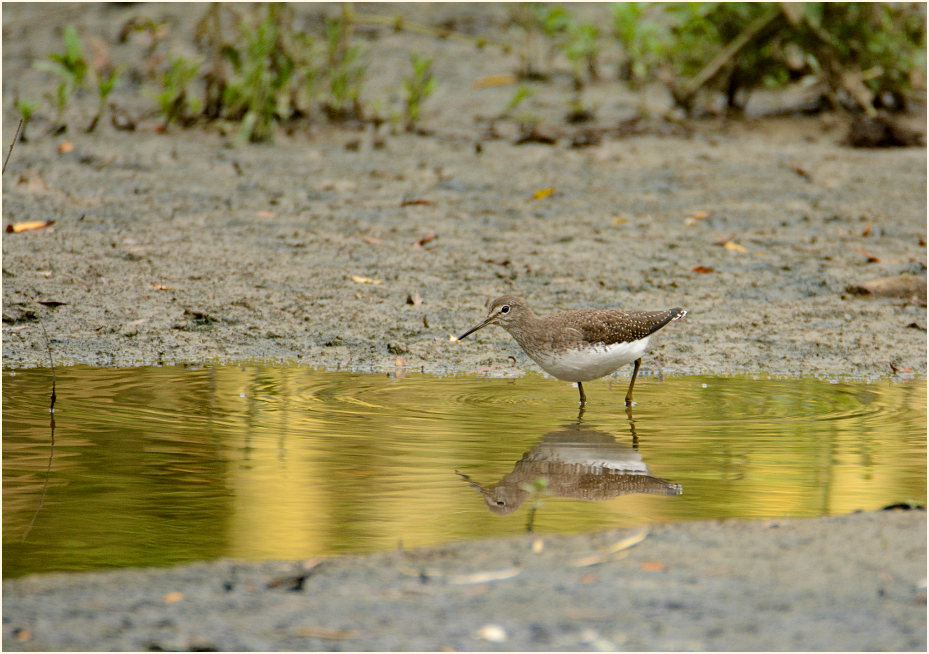 Waldwasserläufer, Angertal Ratingen