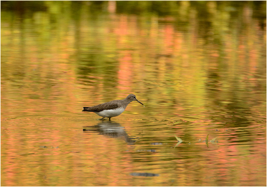 Waldwasserläufer, Angertal Ratingen