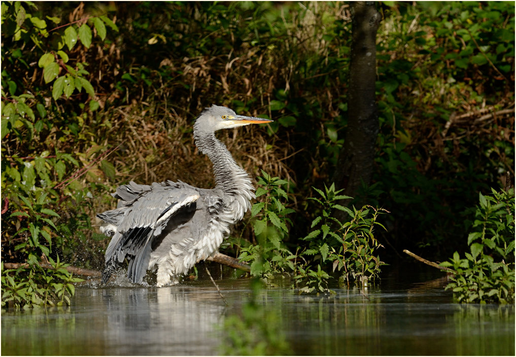 Graureiher, Angertal Ratingen