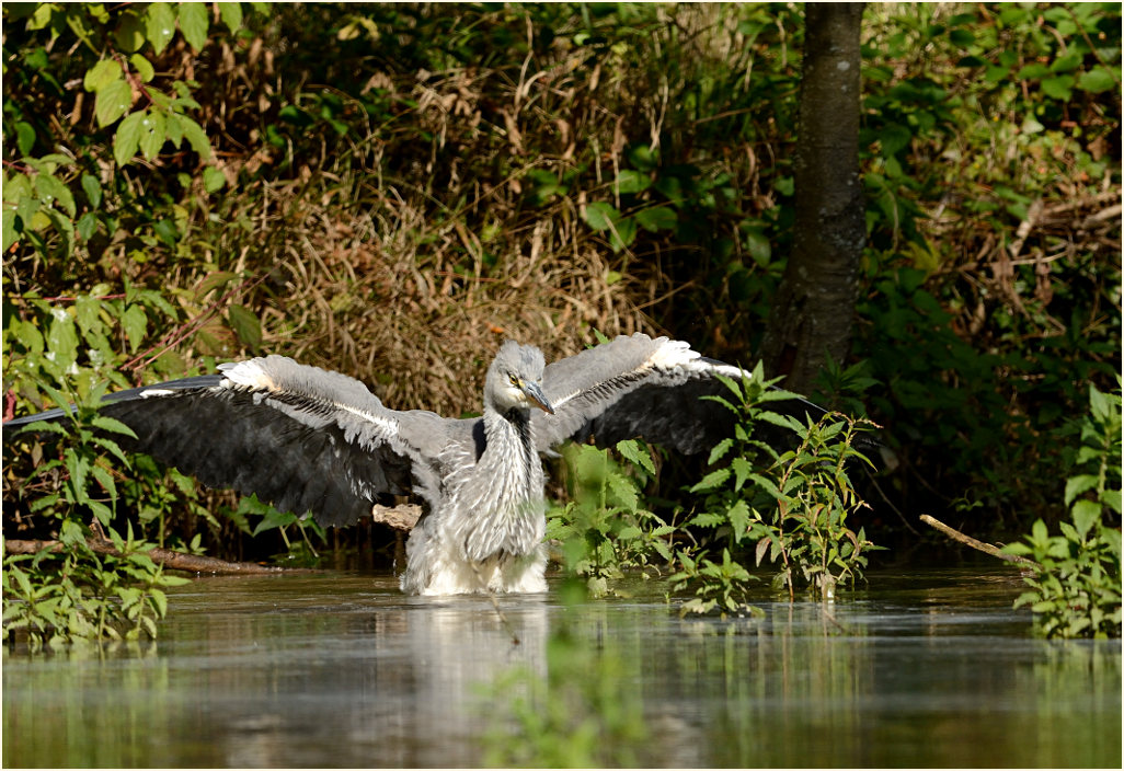 Graureiher, Angertal Ratingen