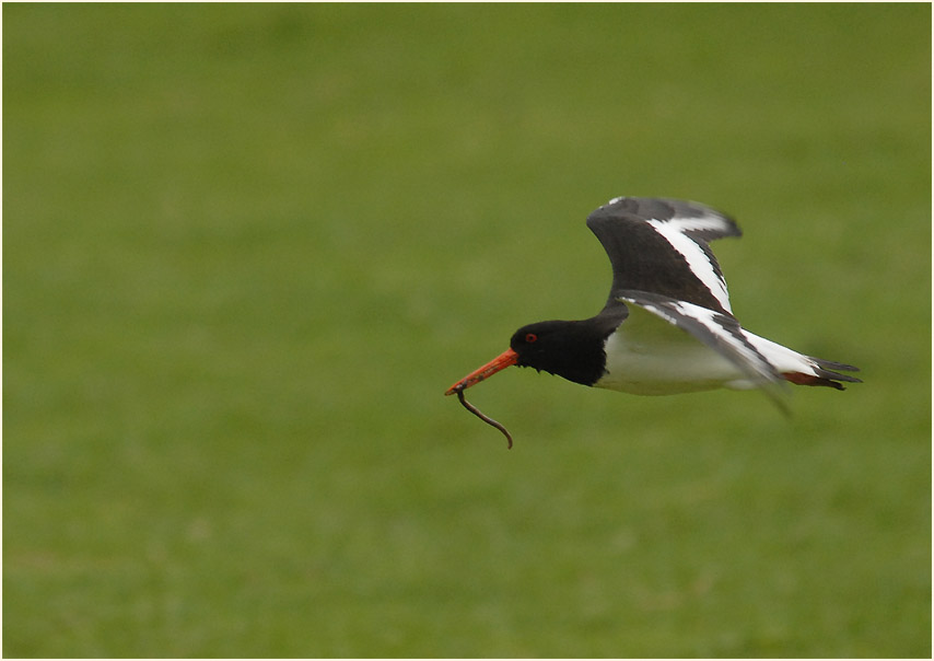 Austernfischer (Haematopus ostralegus)