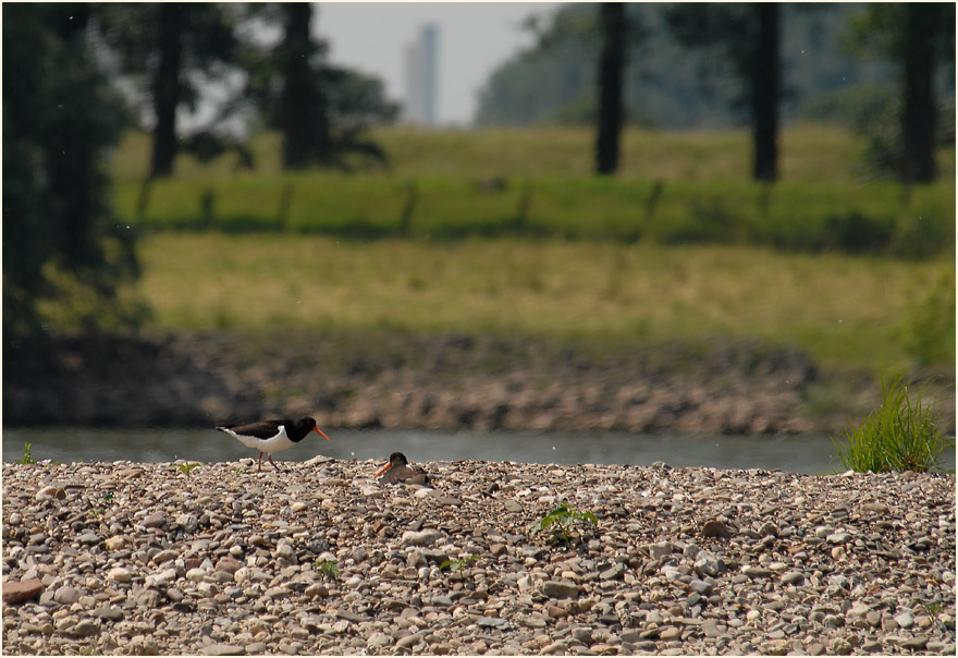 Austernfischer (Haematopus ostralegus)