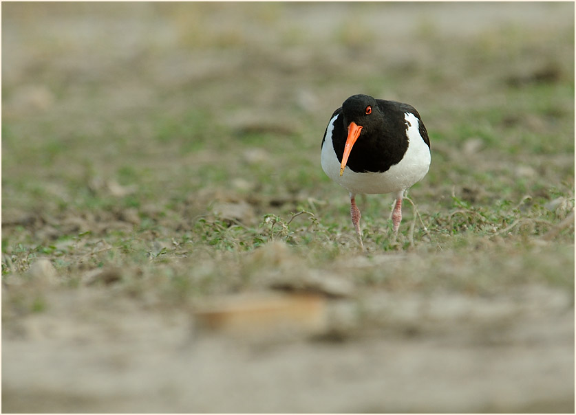 Austernfischer (Haematopus ostralegus)