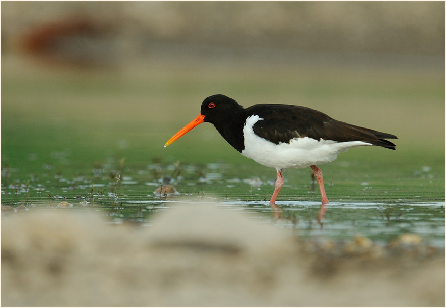 Austernfischer (Haematopus ostralegus)