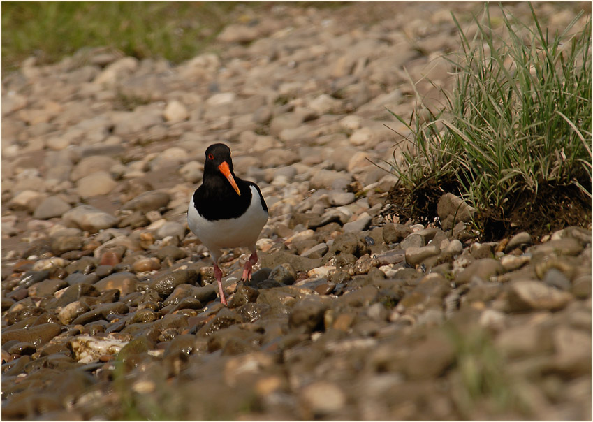 Austernfischer (Haematopus ostralegus)