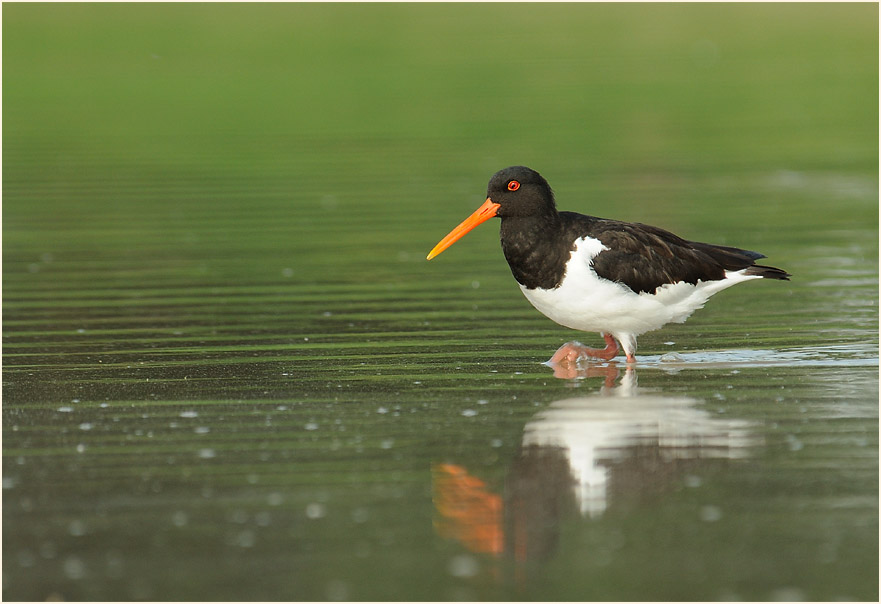 Austernfischer (Haematopus ostralegus)