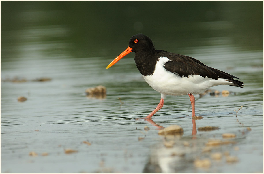 Austernfischer (Haematopus ostralegus)