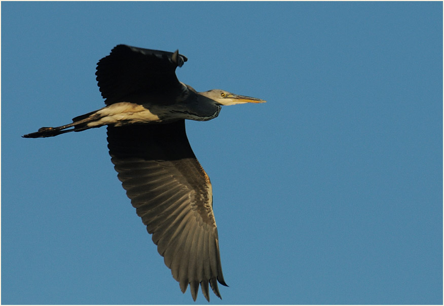Graureiher, Bedburger Teiche
