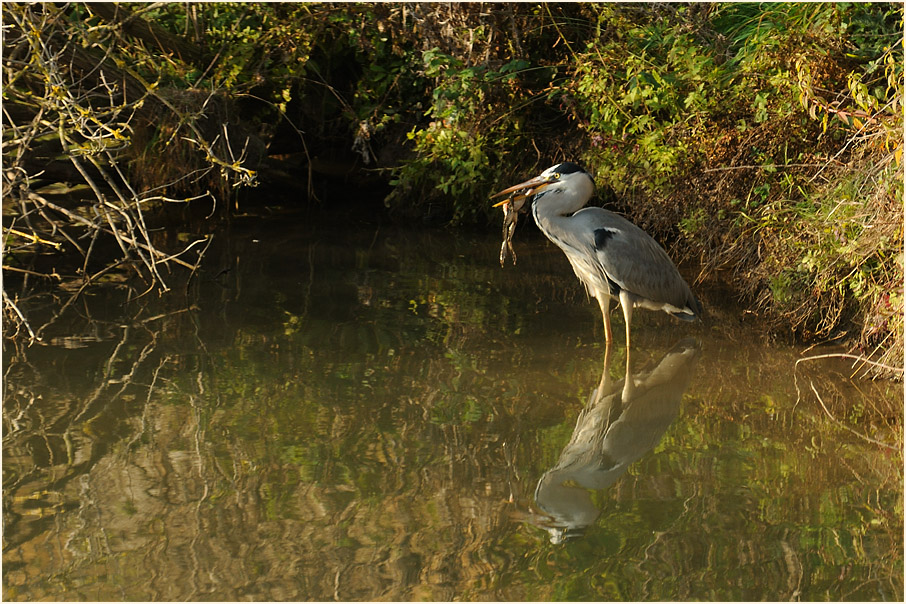 Graureiher, Bedburger Teiche