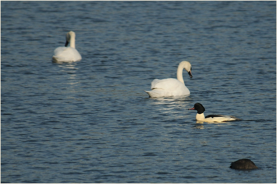 Gänsesäger, Bedburger Teiche