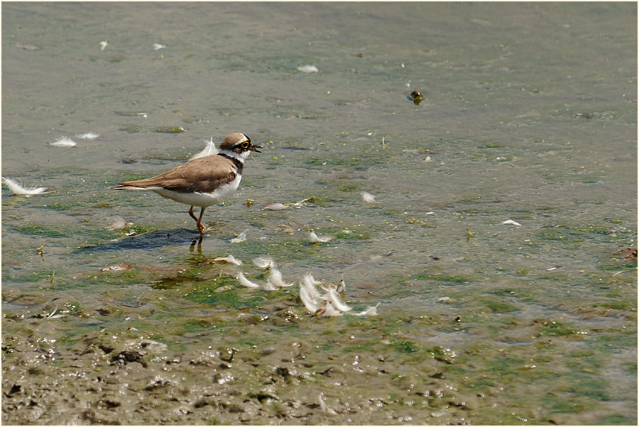 Flußregenpfeifer, Bedburger Teiche