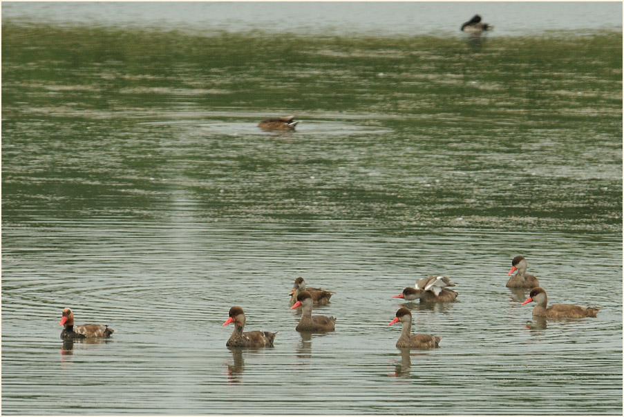 Kolbenenten, Bedburger Teiche