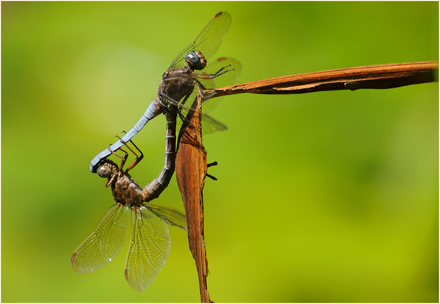 Kleiner Blaupfeil, Bedburger Teiche