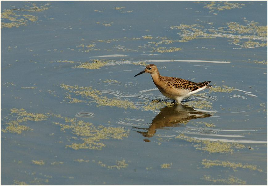 Kampfläufer, Bedburger Teiche