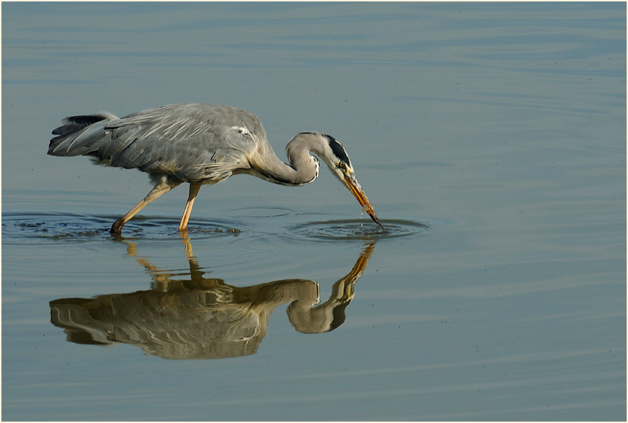 Graureiher, Bedburger Teiche