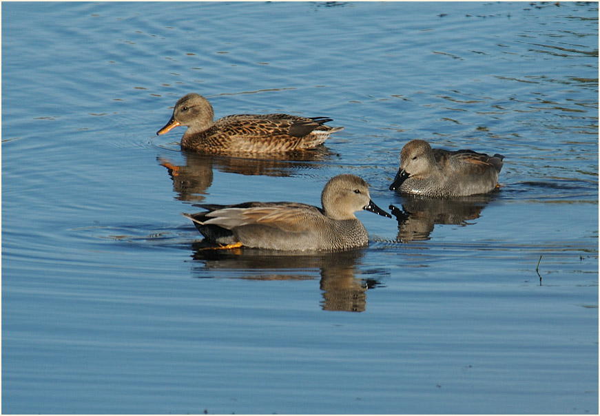 Schnatterenten, Bedburger Teiche