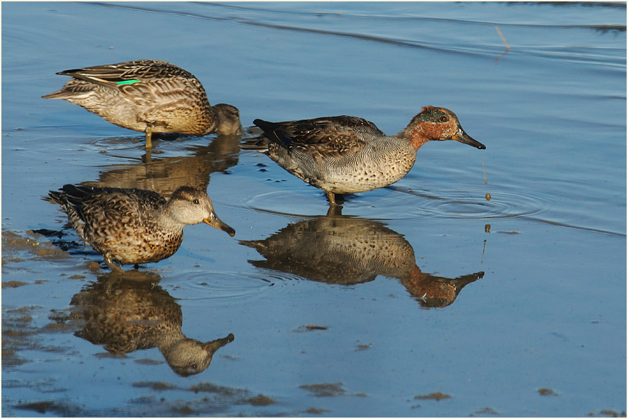 Krickenten, Bedburger Teiche