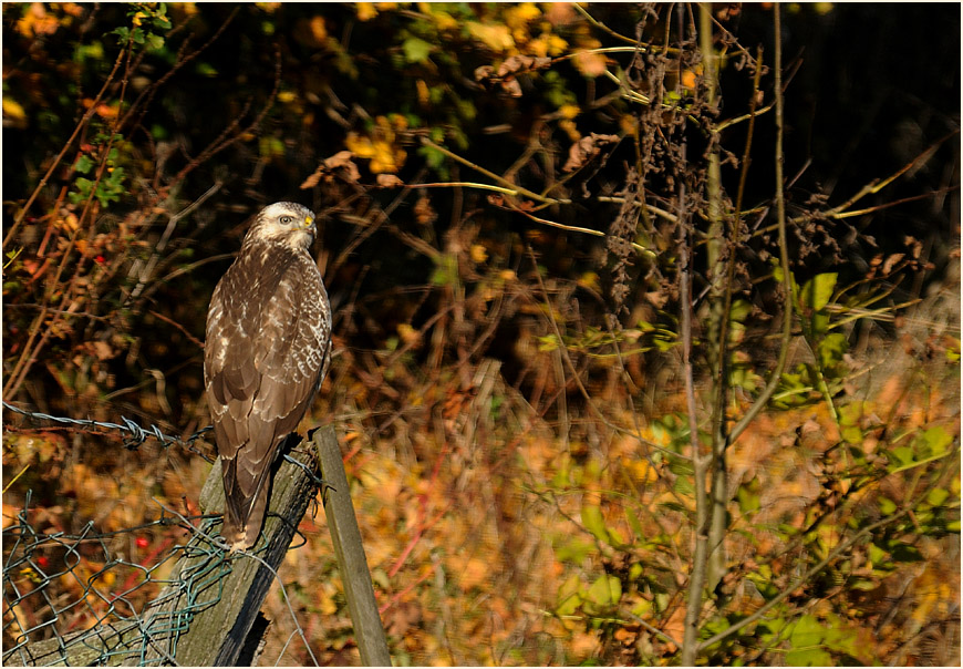 M&auml;usebussard, Bedburger Teiche