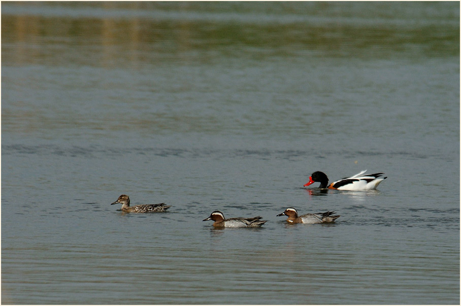 Kn&auml;kenten, Bedburger Teiche