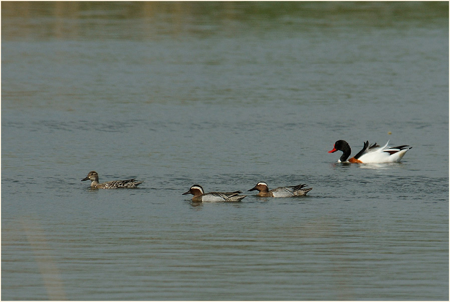 Kn&auml;kenten, Bedburger Teiche