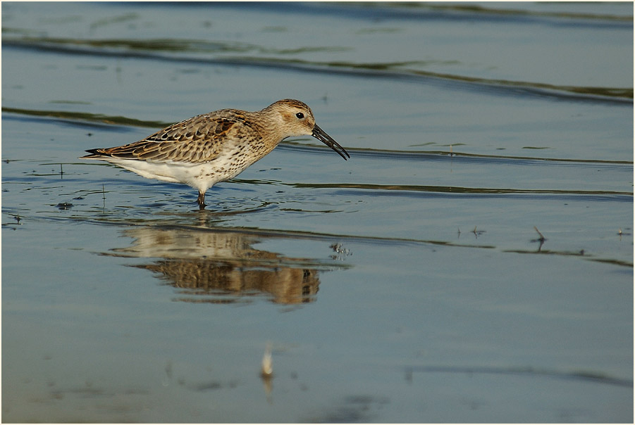 Alpenstrandl&auml;ufer, Bedburger Teiche