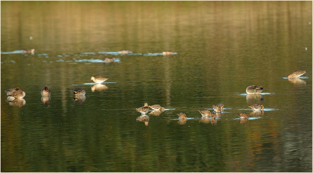 Bekassinnen, Bedburger Teiche