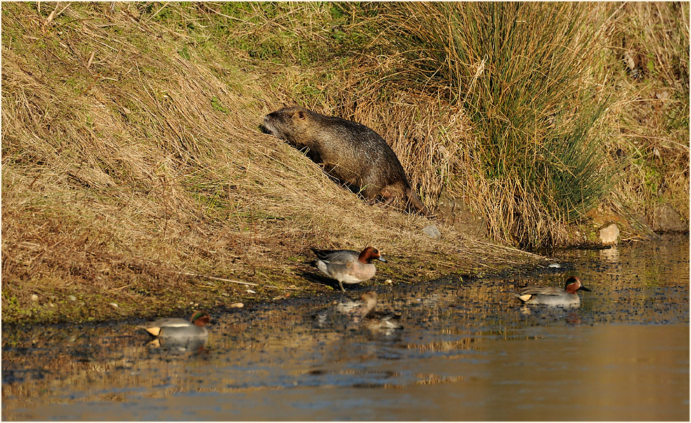 Nutria, Bedburger Teiche