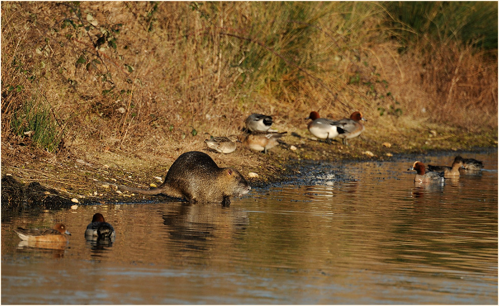 Nutria, Bedburger Teiche