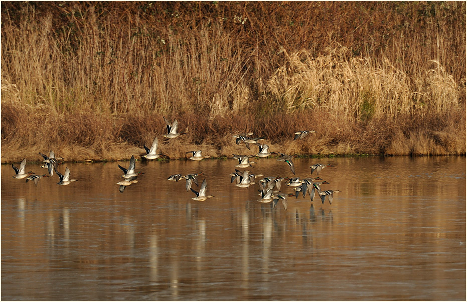 Krickenten, Bedburger Teiche