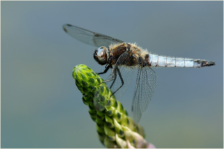 Spitzenfleck, Bedburger Teiche