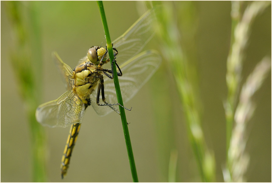 Gro&szlig;er Blaupfeil, Bedburger Teiche