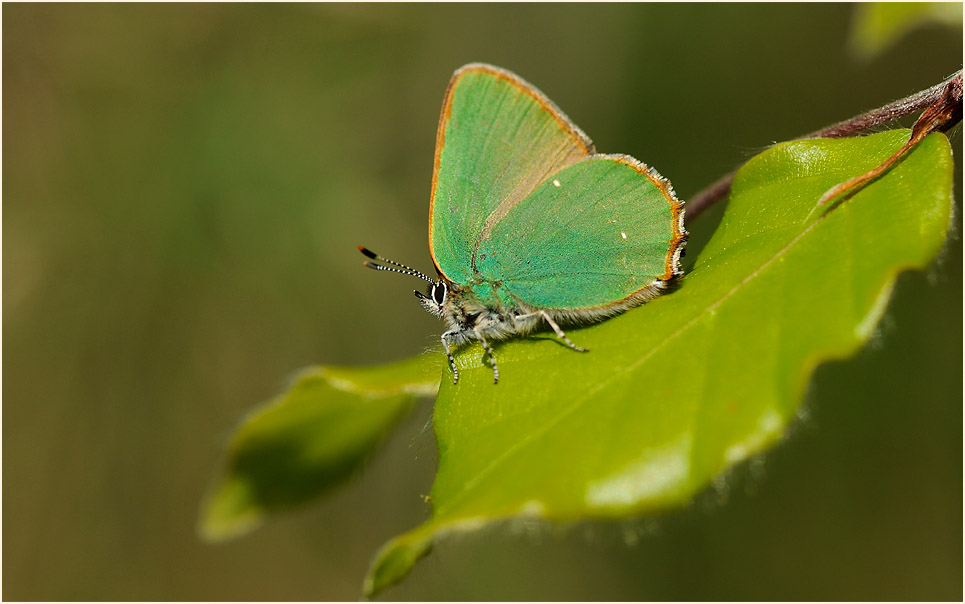 Gr&uuml;ner Zipfelfalter, Bedburger Teiche